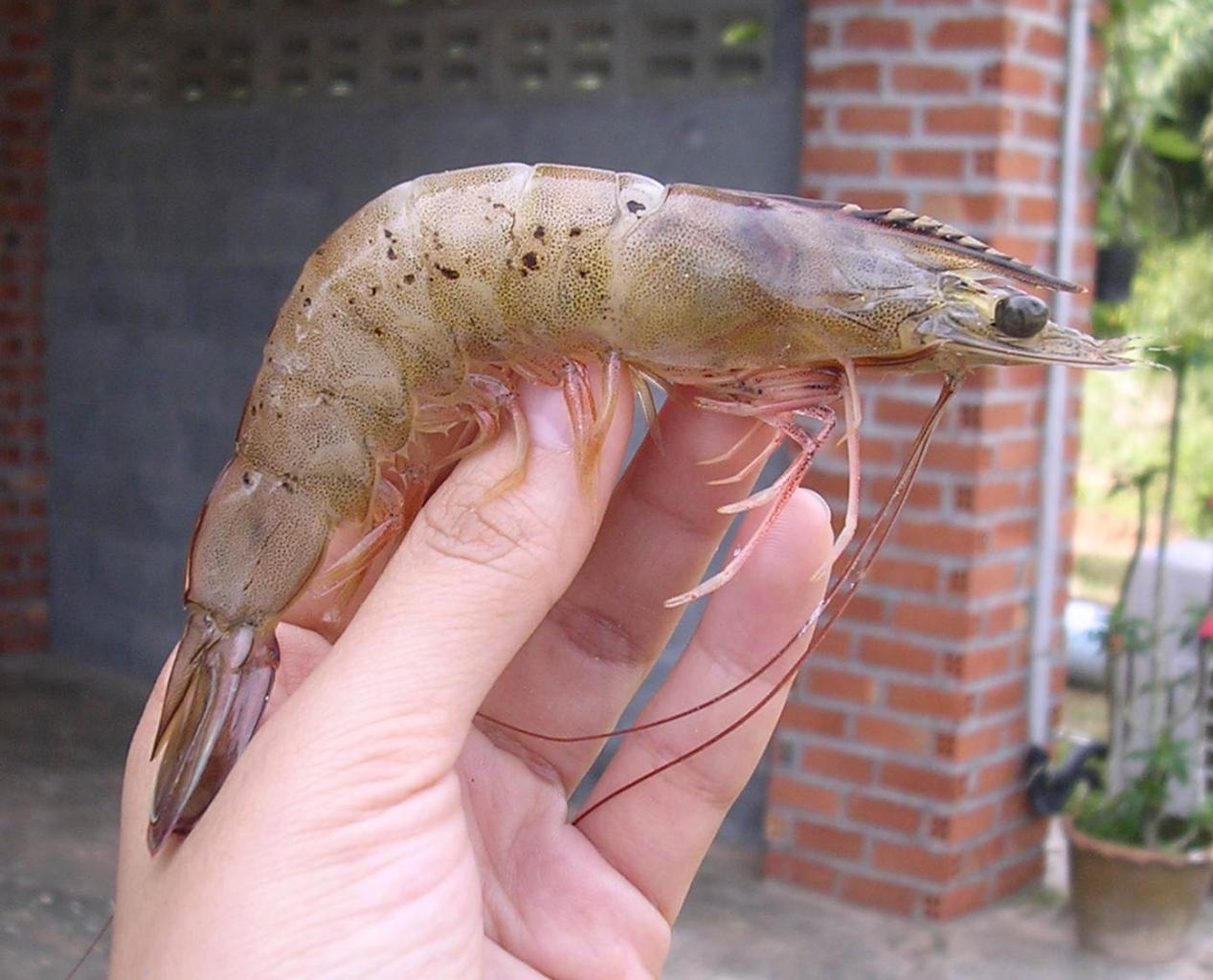 5 Cách Chữa Bệnh Đốm Đen Trên Tôm Thẻ Chân Trắng 