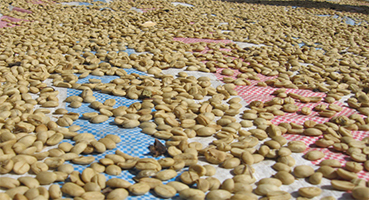 Bạt Phơi Cà Phê