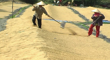 Bạt Phơi Lúa