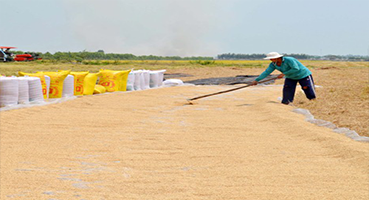 Bạt Phơi Nông Sản