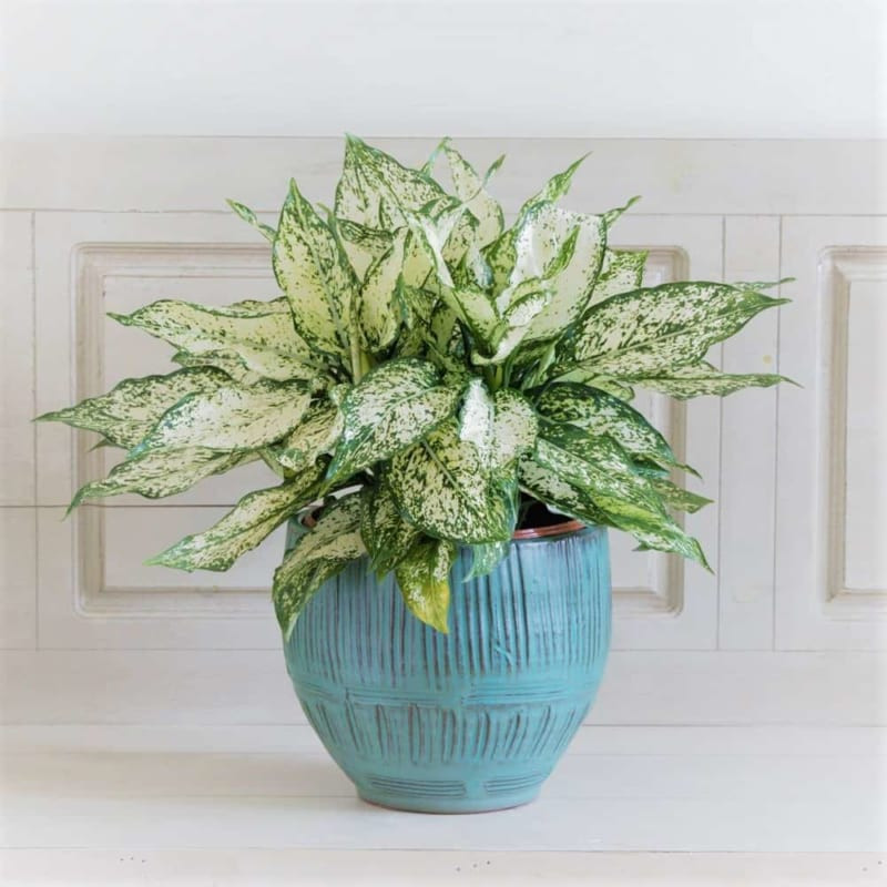 Cây phong thuỷ để bàn làm việc văn phòng siêu hút vận khí cho các mệnh tuổi