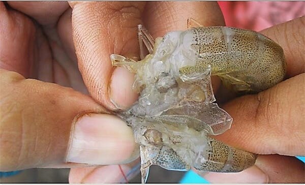 Hướng Dẫn Cách Điều Trị, Phòng Bệnh Gan Tụy Ở Tôm