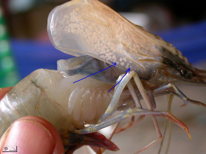 Nguyên Nhân Gây Bệnh Thân Đỏ Đốm Trắng Ở Tôm Là Do Đâ