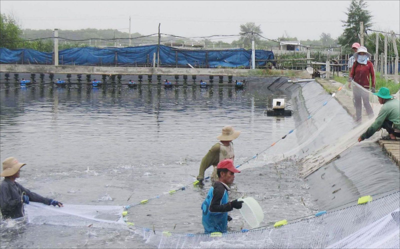 Nuôi tôm thẻ chân trắng trên ao lót bạt ra sao?