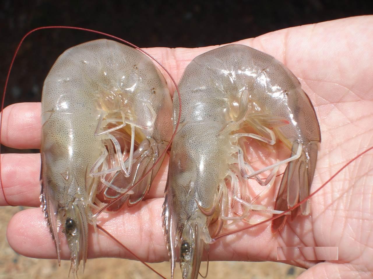 Phòng Bệnh Trắng Cơ, Đục Cơ, Cong Thân Ở Tôm Như Thế 