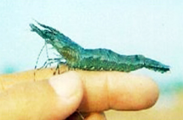 Tôm mắc bệnh đóng rong hay mảng bám