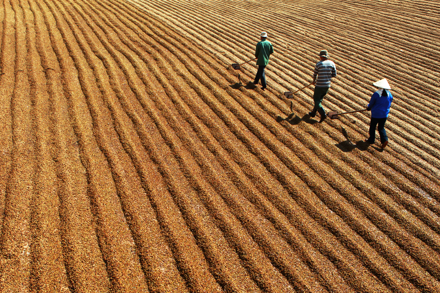 Bạt phơi cà phê
