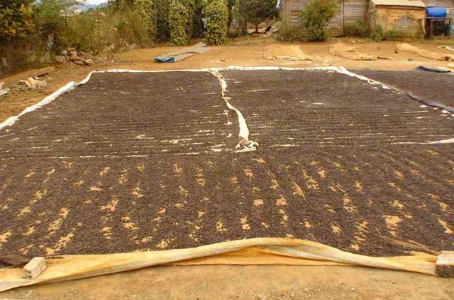 Bạt phơi lúa tiêu điều cà phê mì