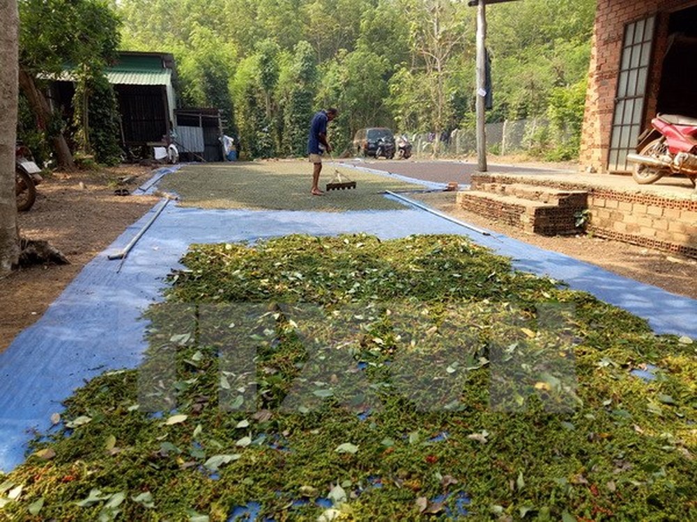 Bạt phơi lúa tiêu điều cà phê mì