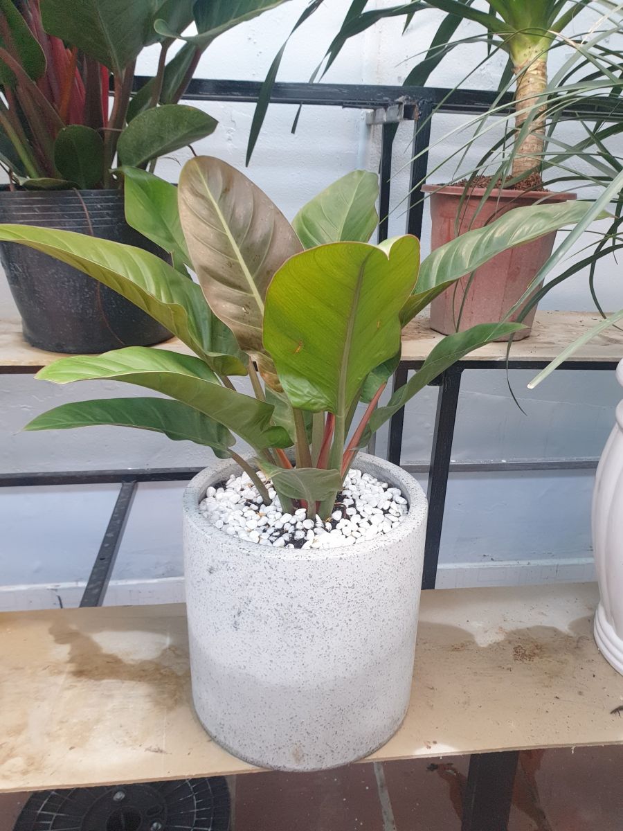 Chậu trụ tròn 30×60 giá 330k