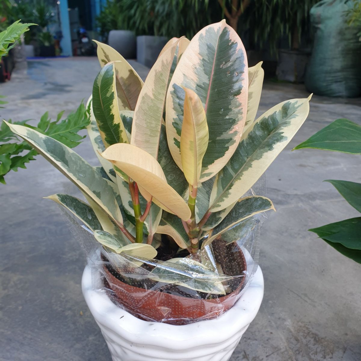 Cây đá cẩm thạch giá 150.000 vnđ