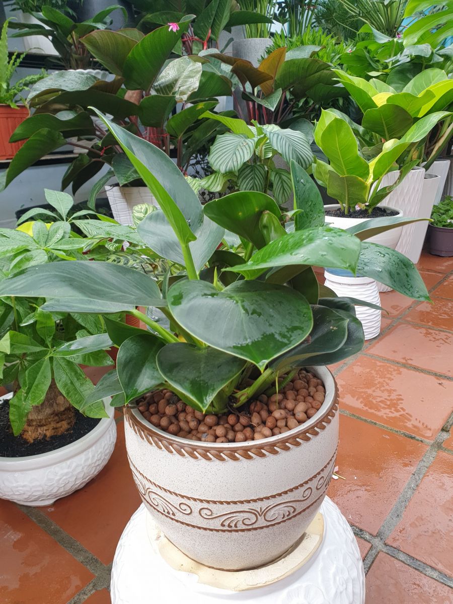 cây đế vương xanh giá 240k