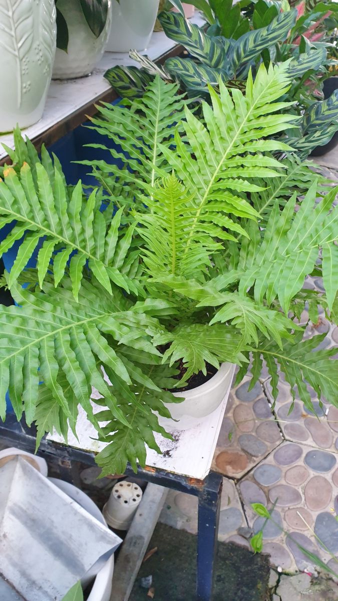 Cây dượng xỉ giá 45.000 vnđ