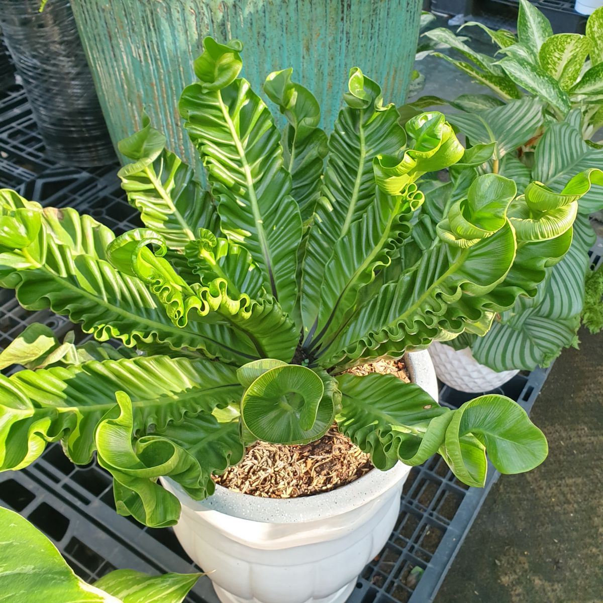 Cây dượng xỉ giá giống mới 700.000 vnđ