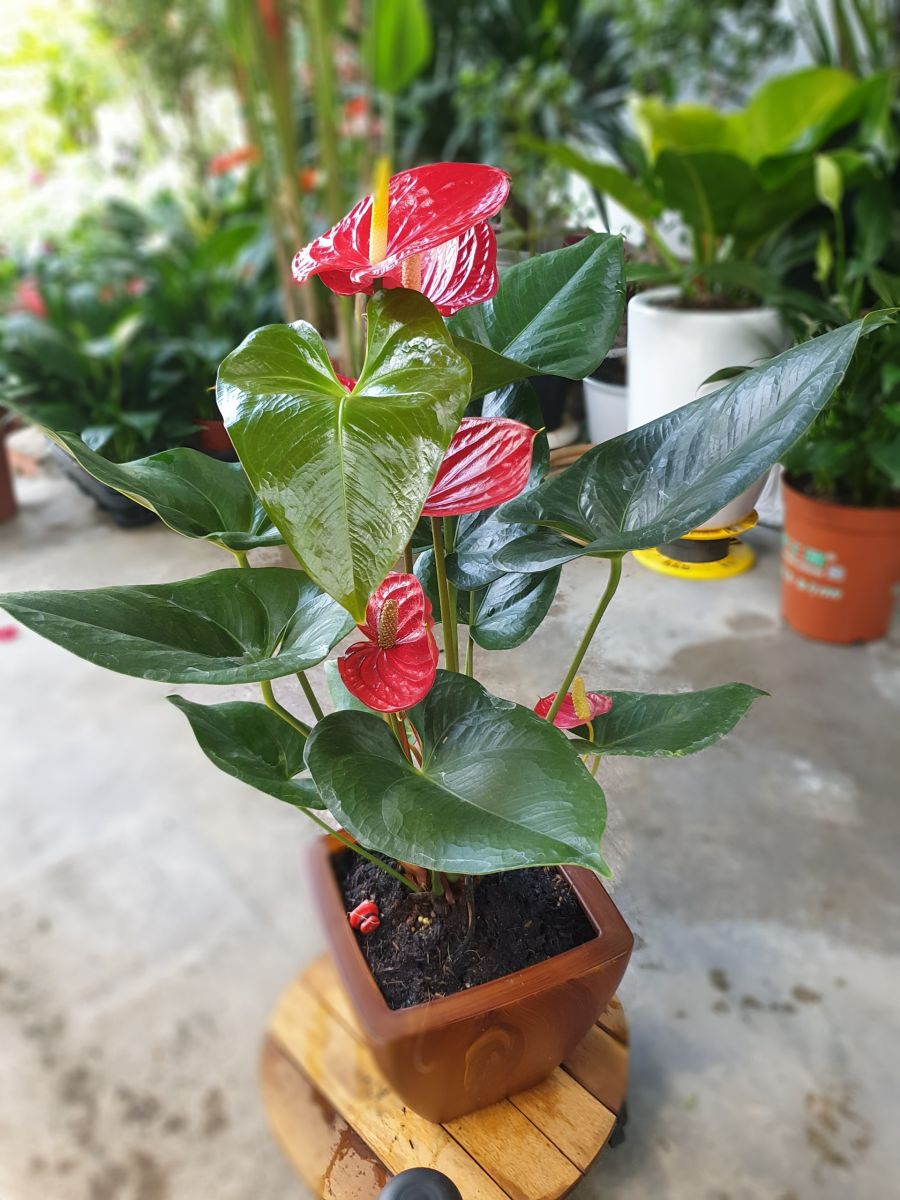 cây hồng môn giá 220k