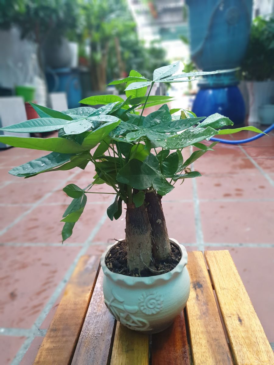 cây kim ngân 3 thân giá 180k