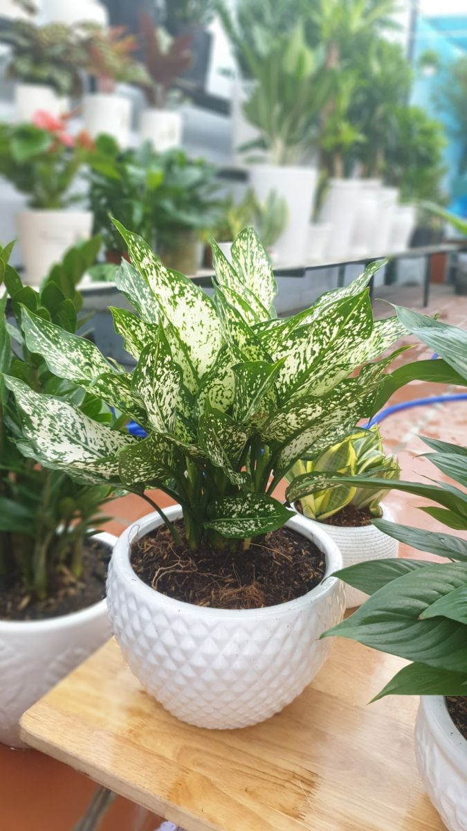 Cây ngọc ngân giá 100.000 vnđ